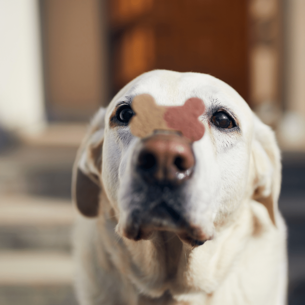 Ein fröhlicher Hund schaut in die Kamera mit einem Leckerli auf seiner Nase, symbolisiert spielerisches Training und mentale Fitness.