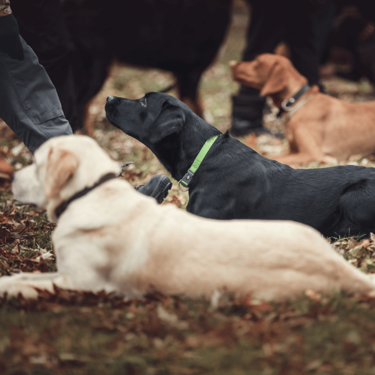 Mehrere Hunde liegen in einer Reihe im Laub und richten ihren Fokus auf die Menschen, was Vertrauen und Gehorsam zeigt.