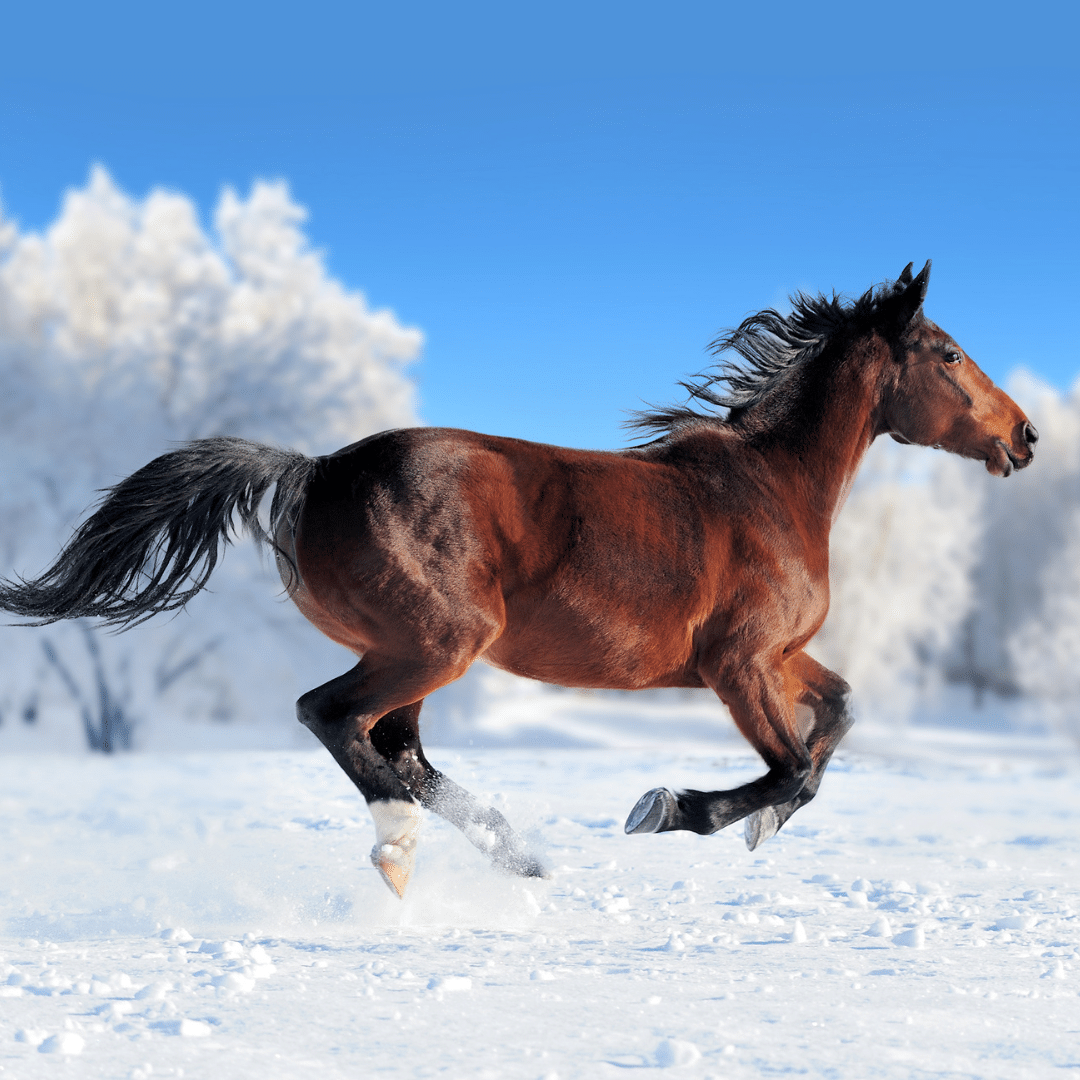 Pferd im Galopp durch den Schnee, dynamische Bewegung in winterlicher Landschaft.